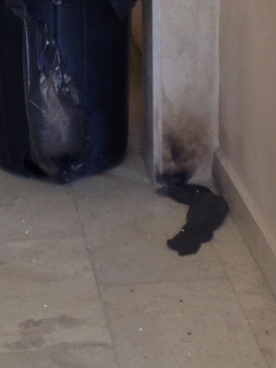  مسلم البراك