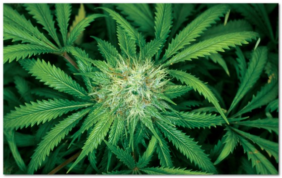 الماريجوانا