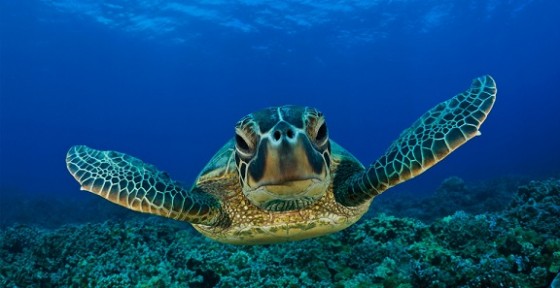 Green Sea Turtle